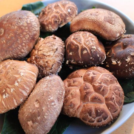 Lodge Kiyokawa Bungoono المظهر الخارجي الصورة
